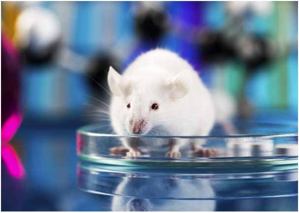 Mouse Models Used in Oncology Research
